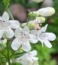 White Penstemon Flower Seeds – Heirloom Non-GMO High Germination Organic Garden Seeds
