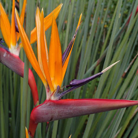 Binsen-Paradiesvogelblume (Strelitzia juncea) Blumensamen zum Pflanzen | Erbstück, gentechnikfrei