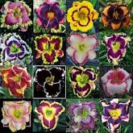 Hemerocallis Flower Seeds Mixed for Planting – Heirloom, Non-GMO, High Germination Organic Garden Seeds