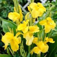 Yellow Pandancanda Flower Seeds Heirloom Non-GMO High Germination Organic Seeds
