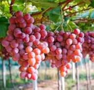 Grape Seeds Pink Heirloom Non-GMO High Germination Organic Garden Seeds for Planting