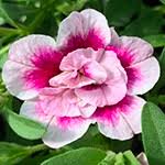 Rosa-weiße doppelte Calibrachoa-Blumensamen – Alte Sorte, gentechnikfrei, hohe Keimfähigkeit, Bio-Gartensamen zum Pflanzen