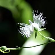 Egret Orchid Flower White Seeds Heirloom Non-GMO High Germination Organic Garden Seeds