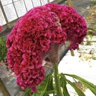 Roter Federbusch (Celosia) Blumensamen zum Pflanzen – Erbstück, gentechnikfrei, keimstark, Bio-Gartensamen