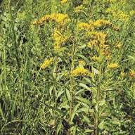 Solidago Speciosa Flower Seeds for Planting – Heirloom, Non-GMO, High Germination Organic Garden Seeds