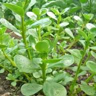 Purslane Seeds for Planting – Heirloom, Non-GMO, High Germination Organic Garden Seeds