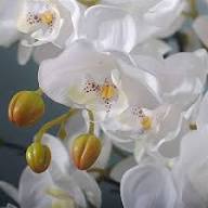 Orchid Flower Seeds White – Heirloom, Non-GMO, High Germination Seeds