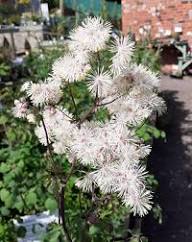 Thalictrum Flower Seeds Heirloom Non-GMO High Germination Organic Garden Seeds for Planting