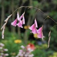 Dierama Flower Seeds Pink – Heirloom, Non-GMO, High Germination Seeds for Planting