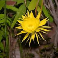 Epiphyllum Yellow Flower Seeds – Heirloom Non-GMO High Germination Organic Seeds