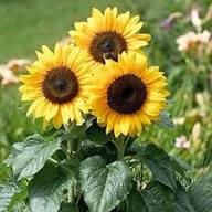 Sunflower Seeds For Planting Yellow Yellow Heirloom Non-GMO High Germination Organic Garden Seeds for Planting