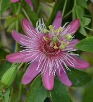 Pink Passion Seeds Heirloom Non-GMO High Germination Organic Garden Seeds for Planting