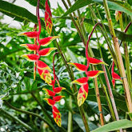 Yellow Red Heliconia Flower Seeds – Heirloom Non-GMO High Germination Seeds