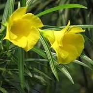 Yellow Oenothera Odorata Flower Seeds – Heirloom, Non-GMO, High Germination Organic Seeds