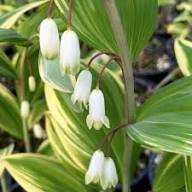 Yellow Polygonatum Flowers Seeds – Heirloom Non-GMO High Germination Organic Garden Seeds