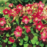 Red Oxalis Flower Seeds – Heirloom, Non-GMO, High Germination Organic Garden Seeds for Planting