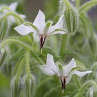 White Borage Flower Seeds Heirloom Non-GMO High Germination Organic Garden Seeds