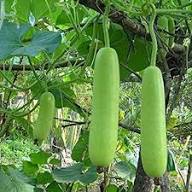 Bottle Gourd Seeds for Planting – Heirloom Non-GMO High Germination Organic Garden Seeds