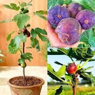 Mixed Fig Fruit Seeds – Heirloom, Non-GMO, High Germination Organic Garden Seeds
