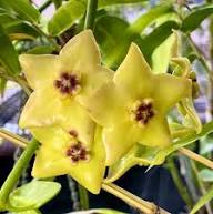 Hoya Carnosa Flower Seeds Yellow – Heirloom Non-GMO High Germination Organic Garden Seeds