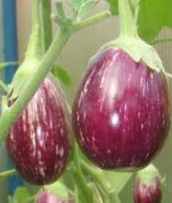 Lila Pepino-Melonen-Samen zum Pflanzen – Heirloom Non-GMO Hohe Keimrate Bio-Gartensamen