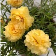 Yellow Portulaca Grandiflora Flower Seeds – Heirloom Non-GMO High Germination Organic Seeds