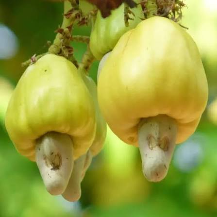 Cashew Nut Apple Seeds 