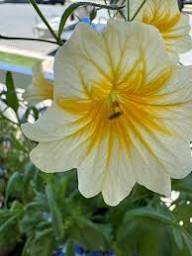 White Salpiglossis Flower Seeds Heirloom Non-GMO High Germination Organic Garden Seeds for Planting