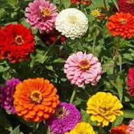 Zinnia Flowers Seeds Mixed – Heirloom Non-GMO High Germination Organic Garden Seeds