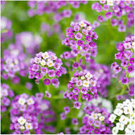 Violet Alyssum Flower Seeds – Heirloom Non-GMO High Germination Organic Garden Seeds
