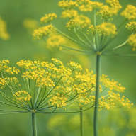 Dill Plant Seeds Yellow – Heirloom, Non-GMO, High Germination Seeds for Planting