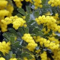 Yellow Acacia Baileyana Flower Seeds – Heirloom, Non-GMO, High Germination