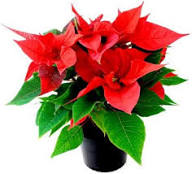Poinsettia Flower Seeds Organic Heirloom Non-GMO High Germination Organic Garden Seeds for Planting