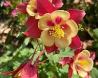 Aquilegia Flower Seeds Red Yellow for Planting – Heirloom Non-GMO High Germination Organic Garden Seeds