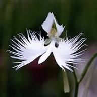 Radiata Flower Seeds White Heirloom Non-GMO High Germination Organic Garden Seeds