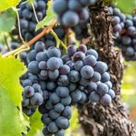 Blue Grape Fruit Seeds for Planting Heirloom Non-GMO High Germination Organic Garden Seeds