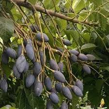 Jamun Seeds Brown for Planting – Heirloom Non-GMO High Germination Organic Garden Seeds