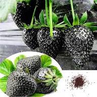 Black Strawberry Fruit Seeds for Planting – Heirloom Non-GMO High Germination Organic Garden Seeds for Sweet Strawberries