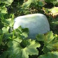 Wax Gourd Green Seeds – Heirloom Non-GMO High Germination Organic Garden Seeds for Planting