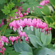 Pink Dicentra Flower Seeds for Planting – Heirloom Non-GMO High Germination Organic Garden Seeds