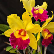 Gelb Rosa Cattleya Orchideenblumensamen – Alte Sorte Gentechnikfrei Hohe Keimfähigkeit Bio-Samen