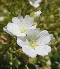 White Yellow Limnanthes Flower Seeds for Planting | Heirloom Non-GMO Organic