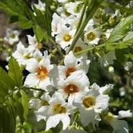 Red Yellow Xanthoceras Flower Seeds for Planting | Heirloom Non-GMO Organic