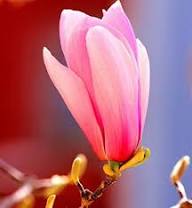 Magnolia Flower Seeds Purple – Heirloom Non-GMO High Germination