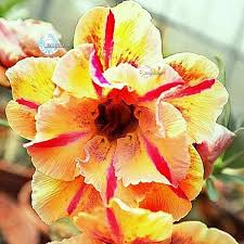 Adenium Flower Seeds Red Yellow for Planting – Heirloom Non-GMO High Germination Organic Garden Seeds