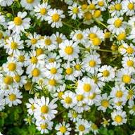 German Chamomile Flower Seeds for Planting – Heirloom, Non-GMO Garden Seeds