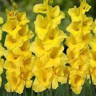 Gladiolus Yellow Flower Seeds – Heirloom, Non-GMO, High Germination Seeds