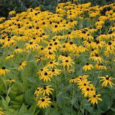 Coneflower Seeds Yellow – Heirloom, Non-GMO, High Germination Organic Garden Seeds