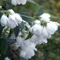 Philadelphus Blumensamen Weiß – Alte Sorte, gentechnikfrei, hohe Keimrate, Bio-Gartensamen zum Pflanzen