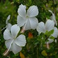 White Hibiscus Flower Seeds – Heirloom, Non-GMO, High Germination Seeds